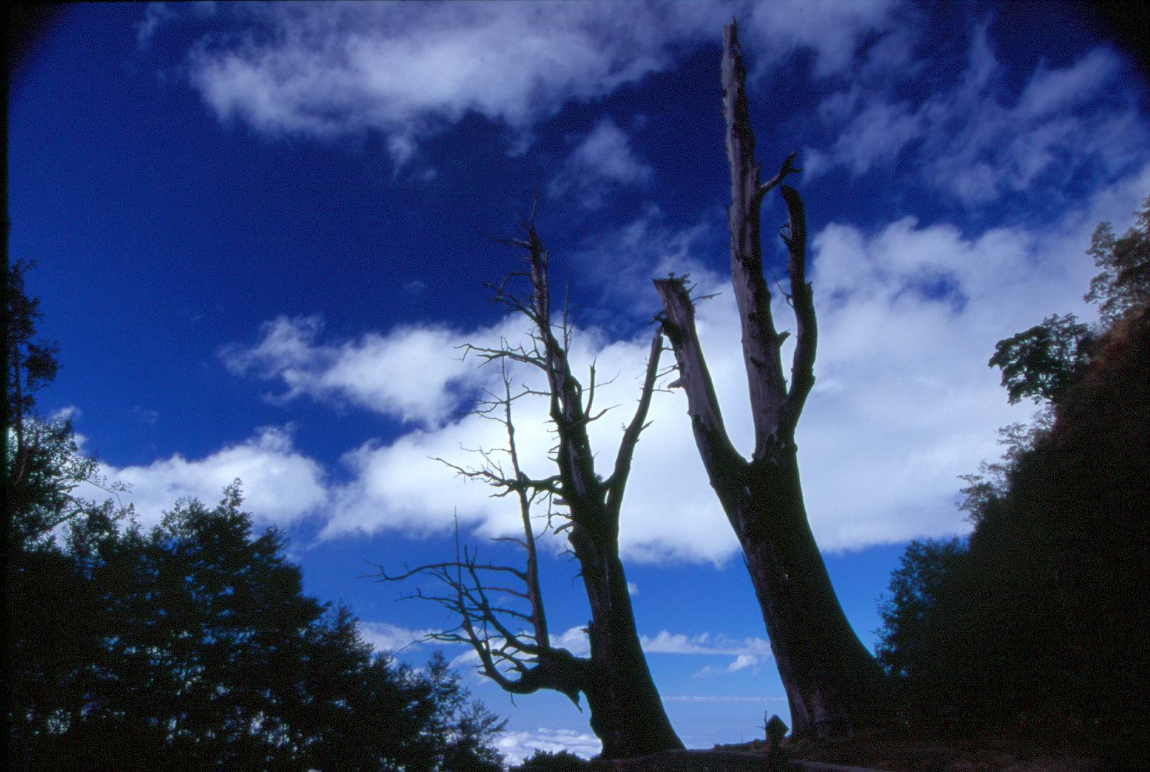 Cypress trees in Tatada area.