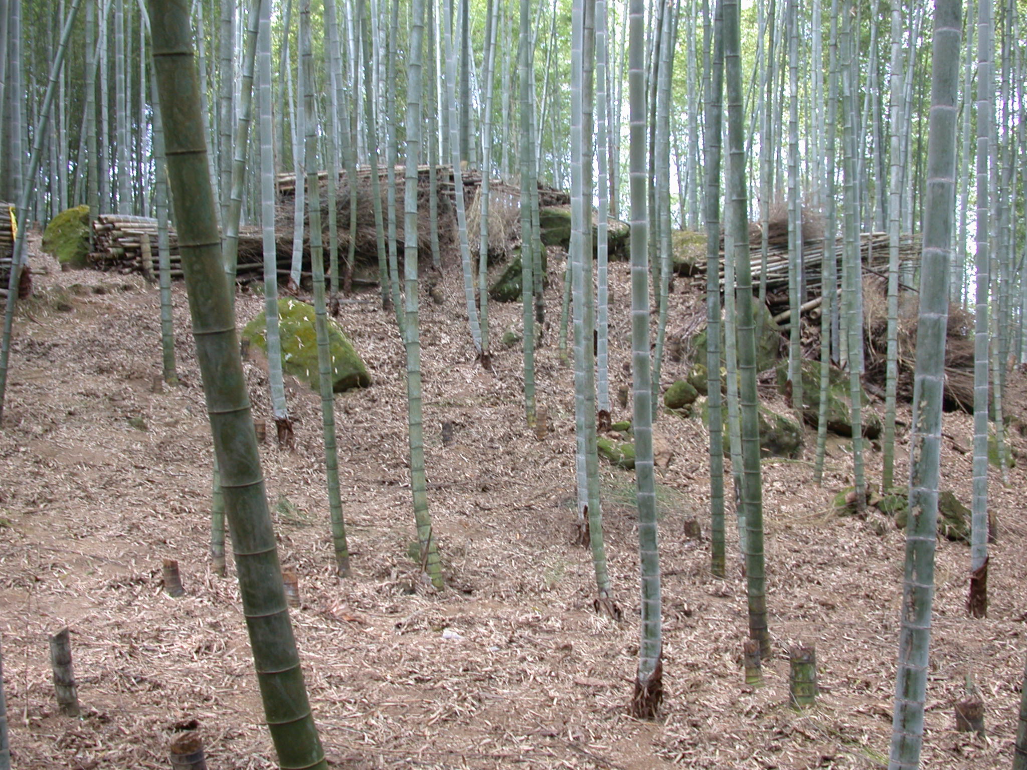 The operation of the Conserved Bamboo Forest in 5th forest compartment, Xitou tract.