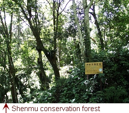 Shenmu conservation forest.
