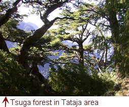 Tsuga forest in Tataja area