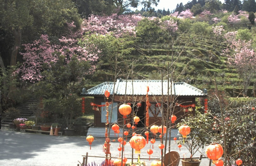 鳳凰茶園櫻花